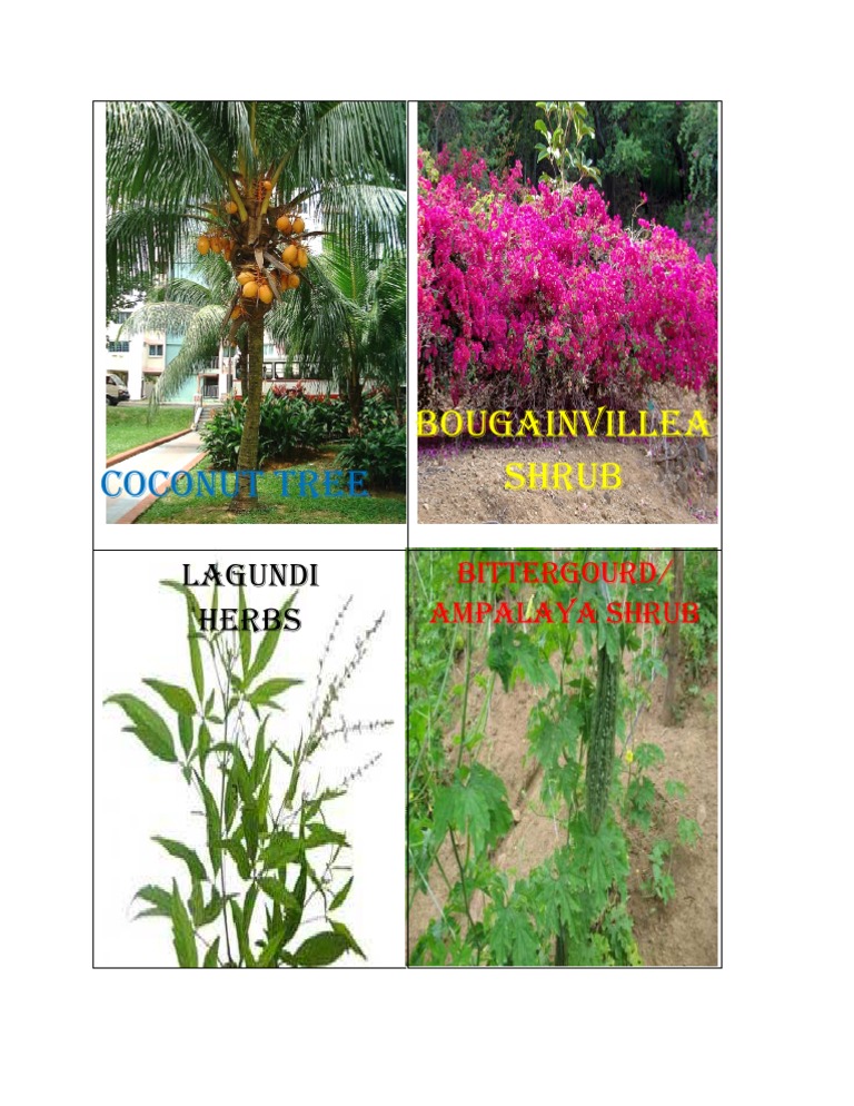 Tropical Plants and Herbs Guide | PDF