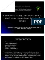 Pythium Insidiosun Canino