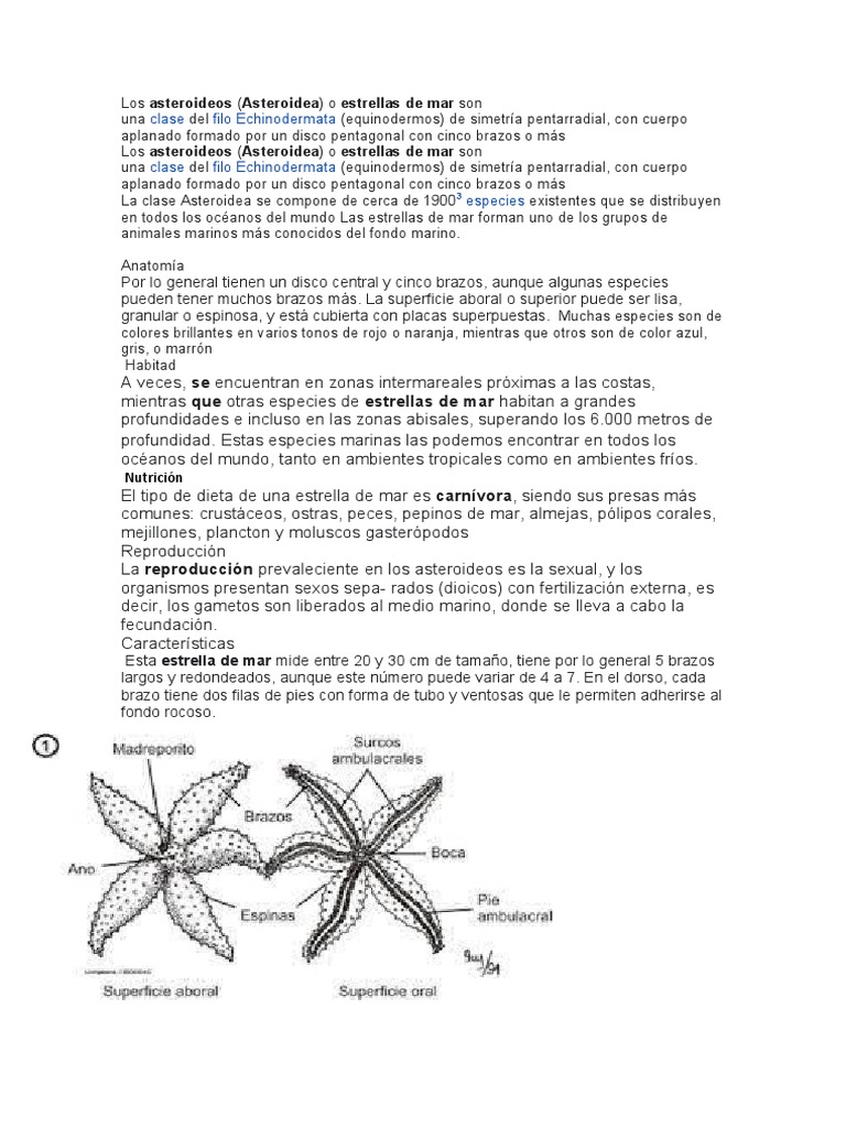 Las Estrellas de Mar 2 | PDF
