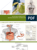 Anatomi Fisiologi Sistem Digestif