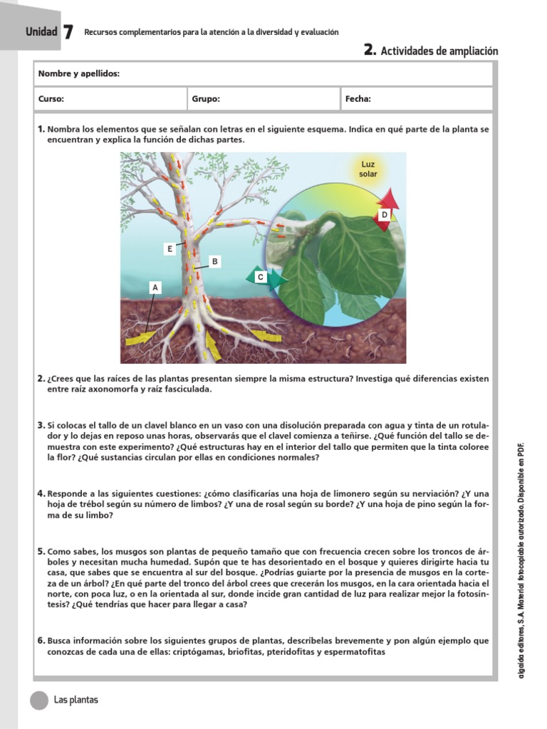 Actividades sobre Plantas | PDF | Tallo de la planta | Plantas