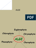 Alge