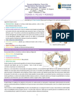 Anatomía de Pelvis y Peroné