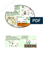 Proiect Engleza Plante