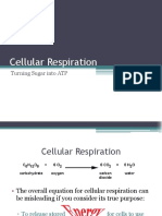 Students - Cellular-Respiration