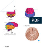 Brain Diagramming and Spine Levels