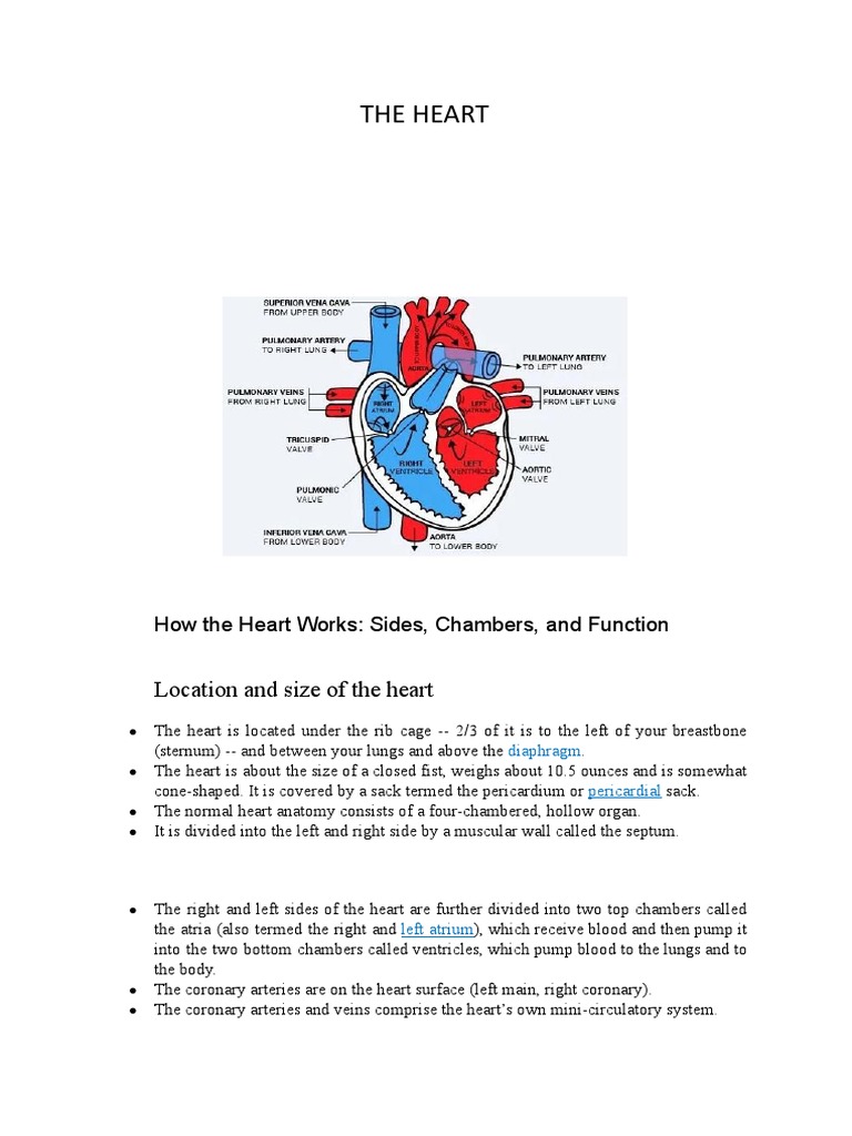 THE HEART FORM | PDF | Heart Valve | Heart