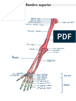 Anatomía del húmero