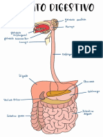 Dibujos Aparato Digestivo