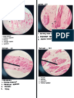 Laporan Histologi