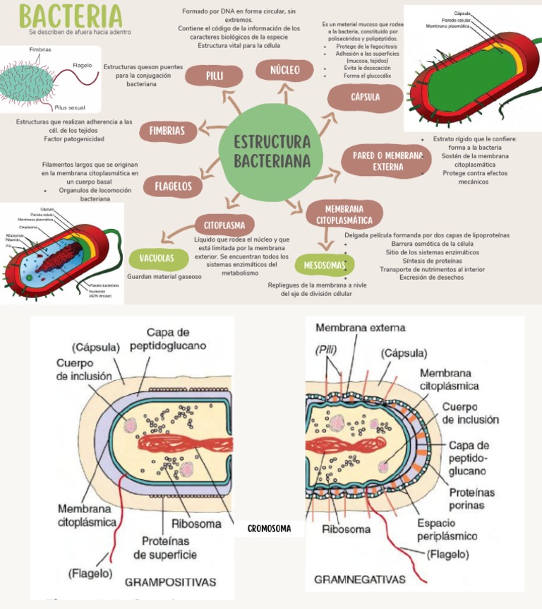 Estructura de la célula bacteriana | PDF | Las bacterias | Membrana celular