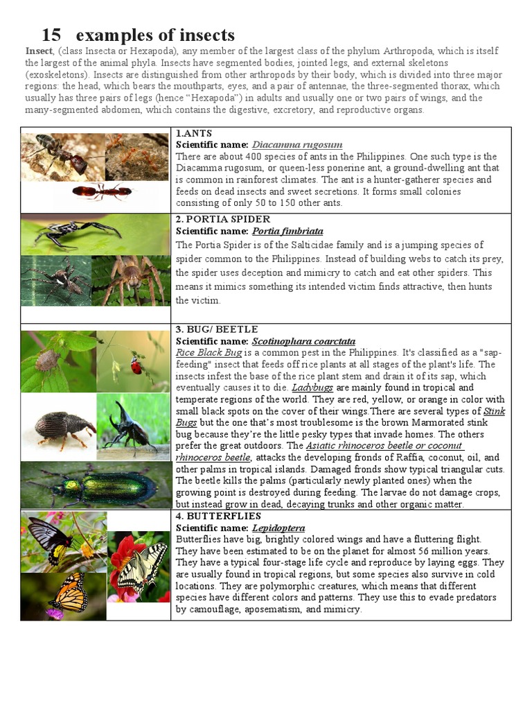 Insects | PDF | Insects | Fly