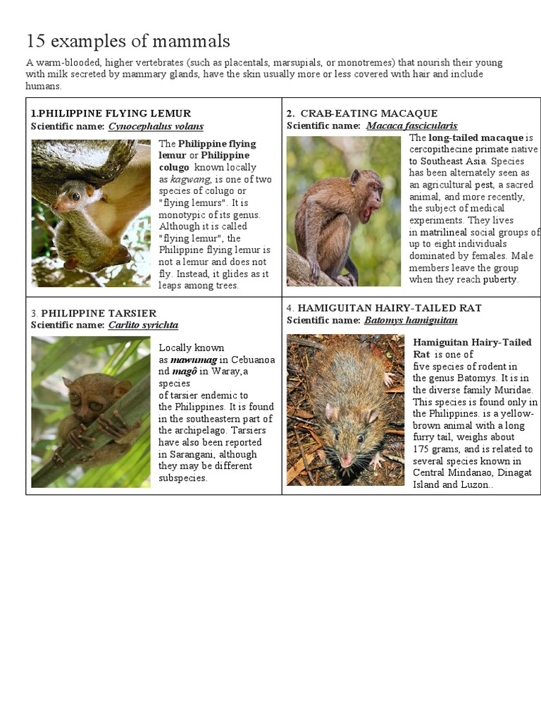 Mammals of the Philippines: Examples | PDF