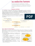 ANEXO SISTEMA ENDOCRINO