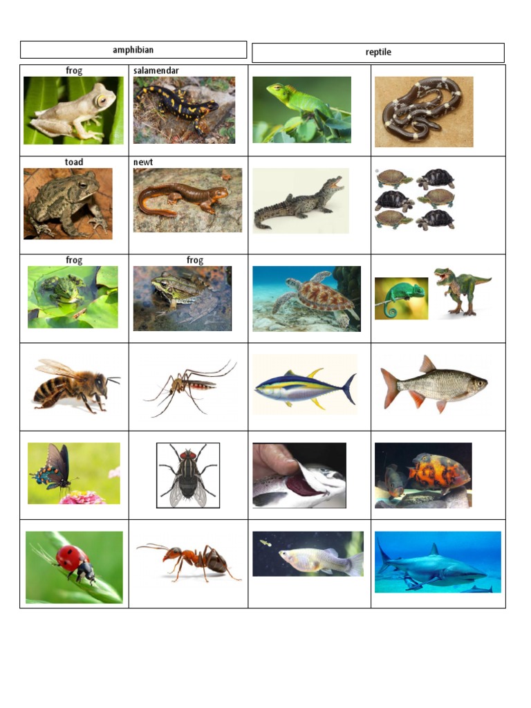Amphibian 2 | PDF