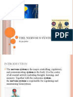 The Nervous System Bio 1