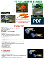 Molly fish: An overview