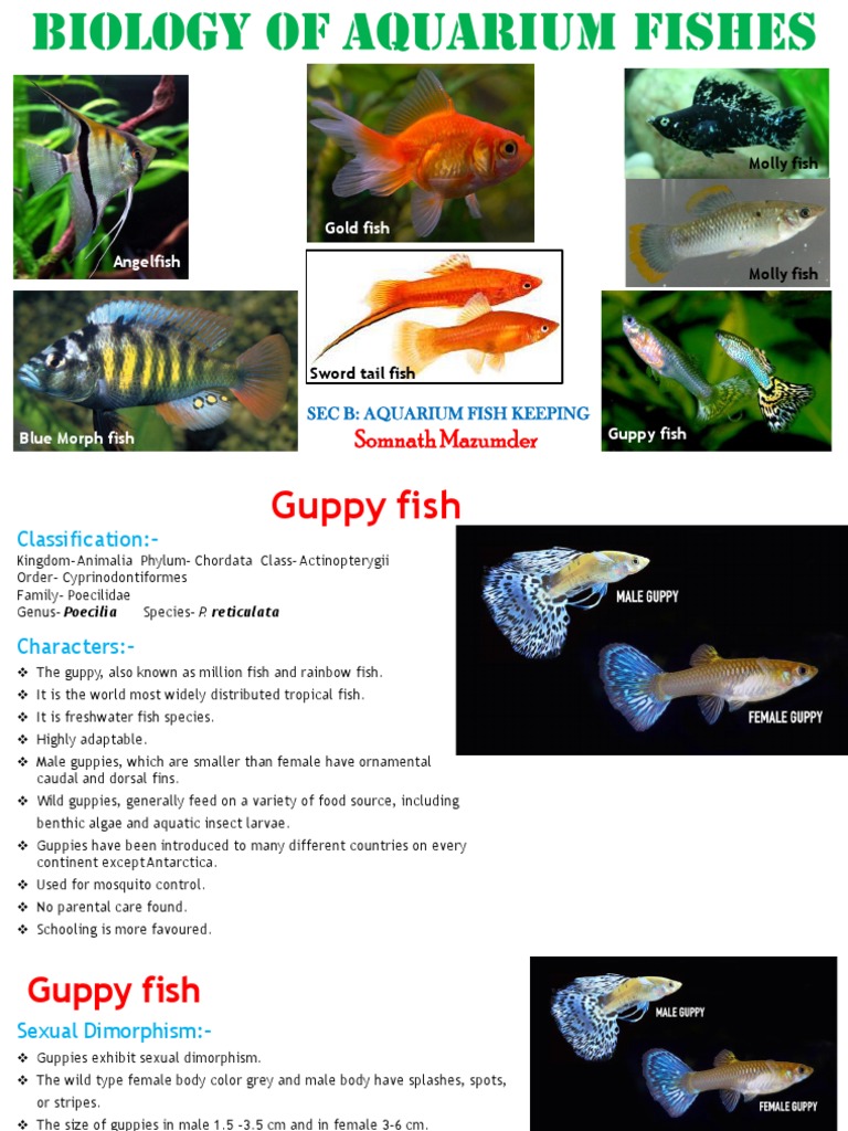Ornamental Fish_Biology of aquarium fishes_PPT PDF Biology Organisms