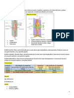 Anatomía Resumen General