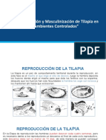 Reproduccion y Masculinizacion de Tilapias en Ambientes Controlados - 17 Abr 2020