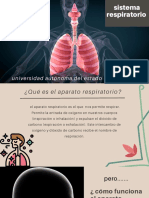 Sistema Respiratorio ¿Cuál Es Su Función?