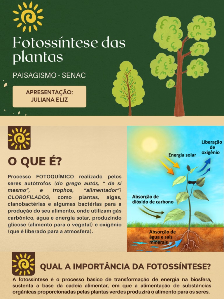 Importância da Fotossíntese nas Plantas | PDF | Fotossíntese | Clorofila