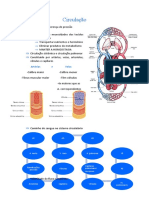 Sistema Circulatório: Estrutura, Funções e Regulação da Pressão Sanguínea