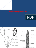 Clase 6a 2 Horas 23 Abril Reproduccion Metamorfosis