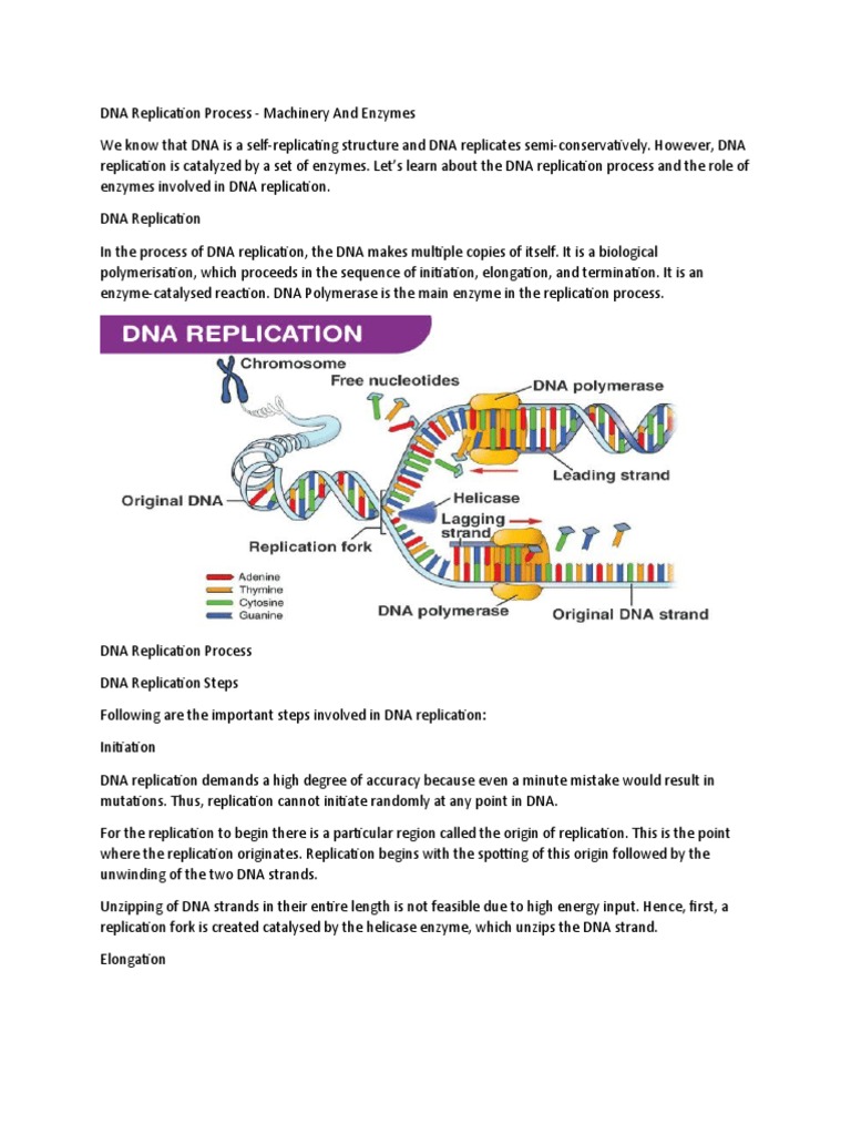 DNA Replication Steps and Enzymes | PDF | Language Arts & Discipline ...