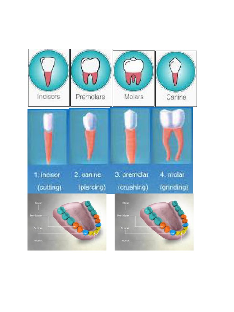 Teeth Printout PDF