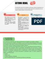 Sistema Renal