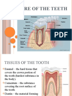 Structure of The Teeth-26983