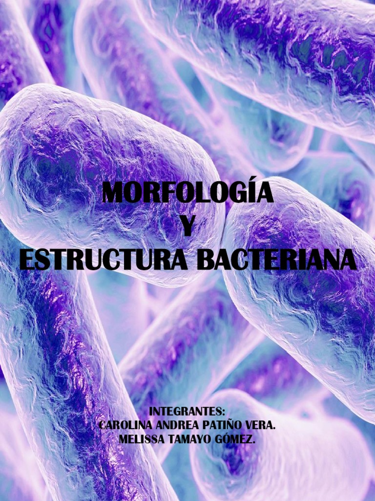 Taller Morfología y Estructura Bacteriana | PDF | Biología Celular ...