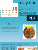 LDL y HDL