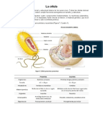 La Célula (Partes)