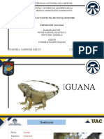 Fauna Silvestre: Iguanas