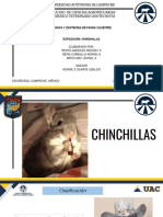 Exposición: Chinchillas