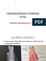 Organogênese e período fetal em 38 semanas