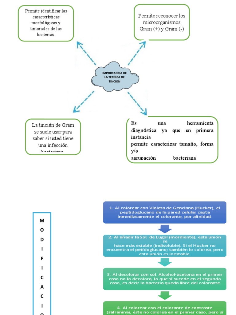 Mapa Mental Sobre Coloracion GRAM | PDF | Tinción | Anatomía
