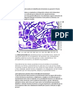 Técnica Ampliamente Usada en La Identificación de Bacterias en General