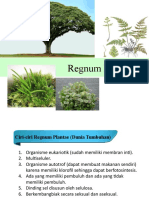 Regnum Plantae