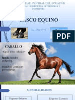 CASCO EQUINO DEFINITIVOo 1