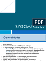 Zygomycota