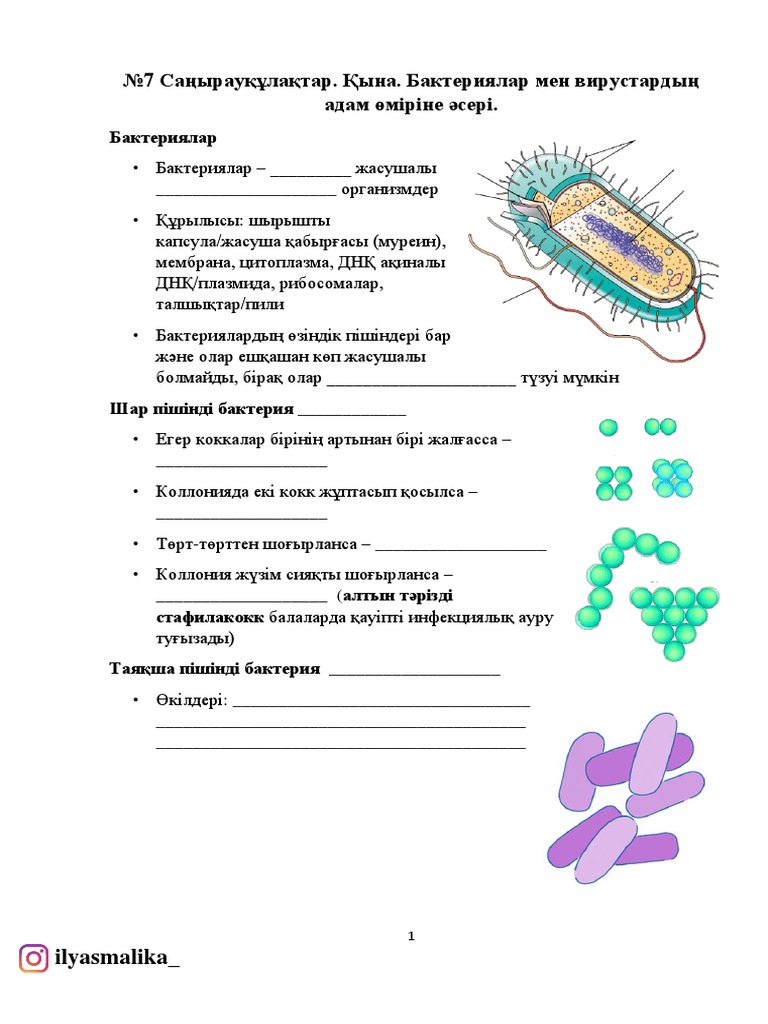 ХХХ үлкен шарлар