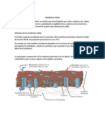 Estructura de La Membrana