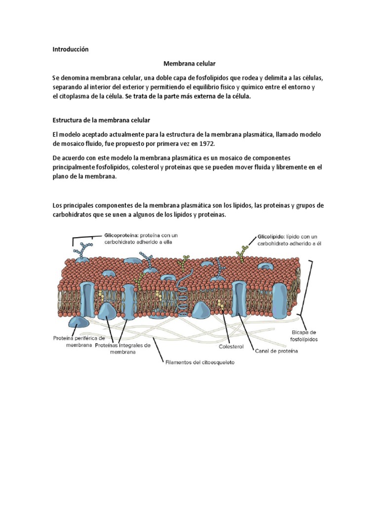 Estructura de La Membrana | PDF | Membrana celular | Membrana biológica