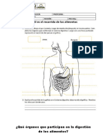 Sistema Digestivo y Respiratorio