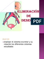 Sistema Excretor