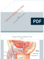 Organ Reproduksi Pria dan Wanita