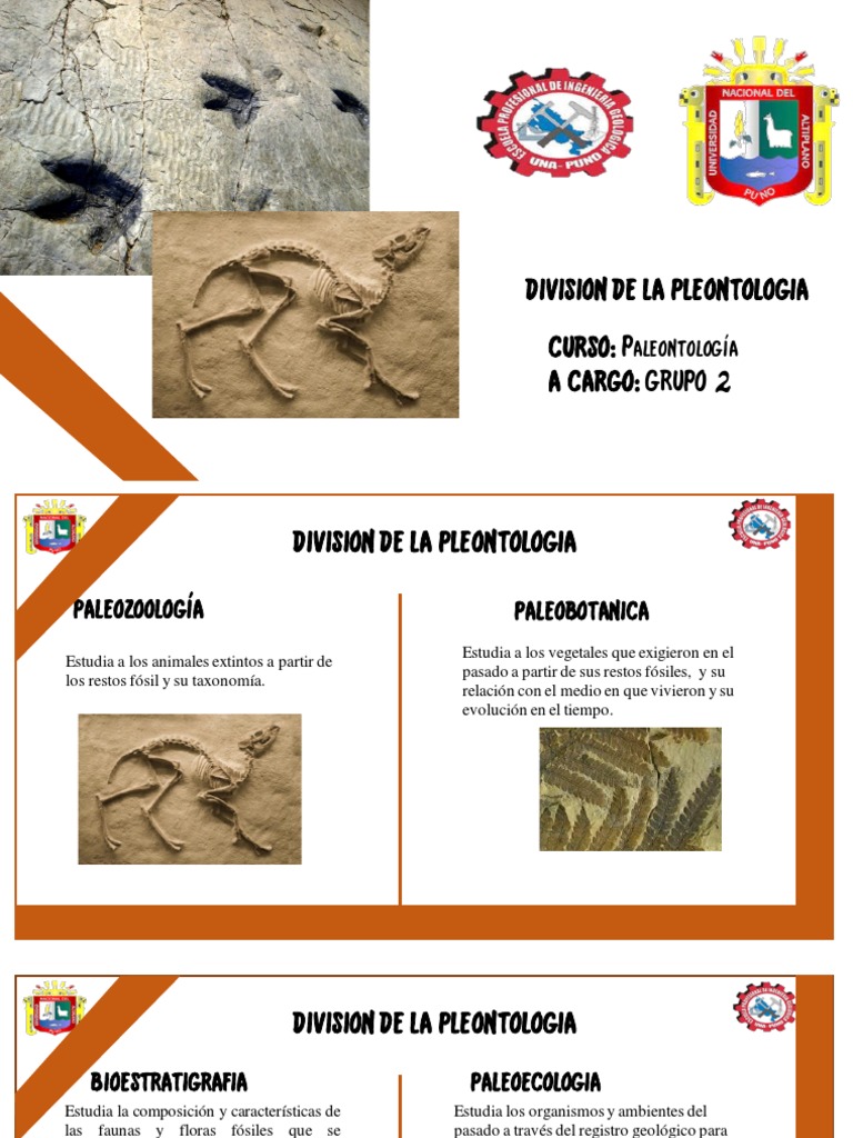 Fósiles De Trilobite Decorativos - Pack De 2 Piezas, Muestra Paleontológica Para Enseñanza O Decoración